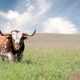 Image for article titled There was a flaming semen explosion at the bull fuck factory today